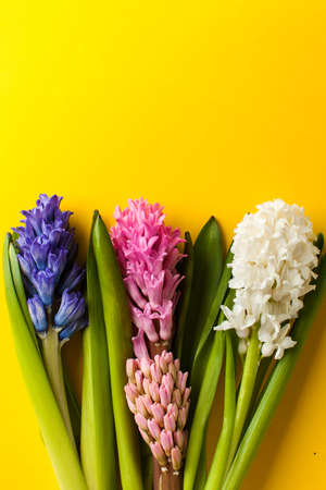 Flatlay hyacinths on a yellow background. Flower concept. Copy space.の写真素材