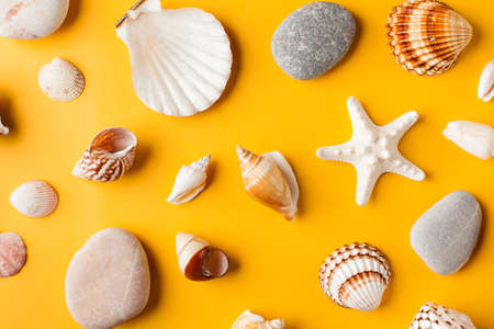 Various seashells on a yellow background. Summer background.