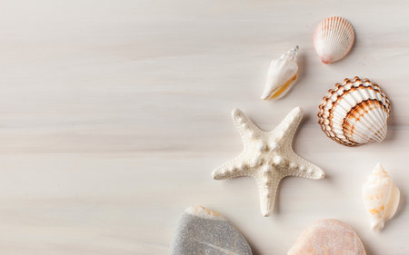 Various seashells on a white background. Summer background. Copy space.の写真素材