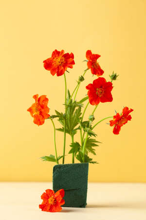 Scarlet flowers gravitate on a yellow background. Floral background, summer background. Copy space.の写真素材