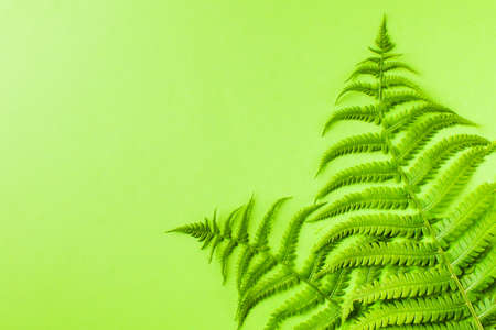 Summer tropical background with ferns on a green background. Copy space.