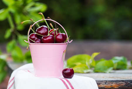 Ripe cherries in a metal pink bucket in a green garden. Copy space.の写真素材