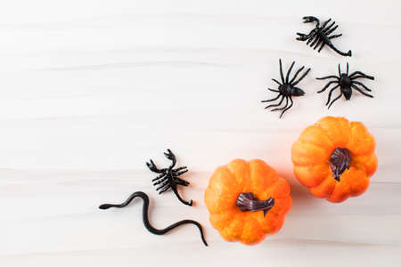 Halloween background. Pumpkins, spiders and snakes on a white background with space for text.の写真素材