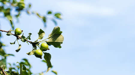 A green apple on an apple tree branch against a blue sky background. Copy space.の写真素材