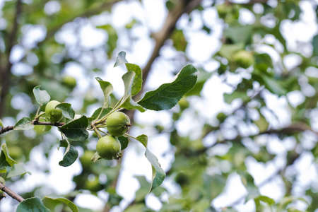 A green apple on an apple tree branch against a blue sky background. Copy space.の写真素材