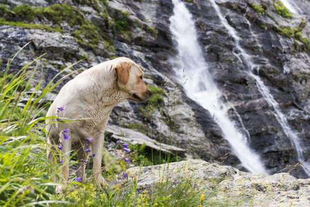A golden retriever on the background of a waterfall. Traveling with a pet.の写真素材