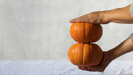 Womens hands hold two orange pumpkins. The concept of harvesting, autumn. Copy space.