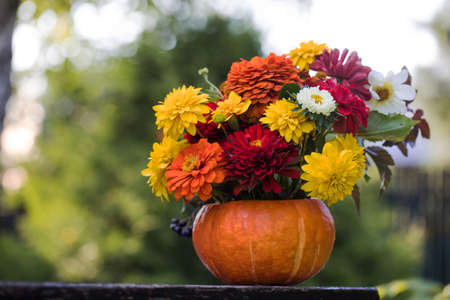 A beautiful autumn bouquet in a pumpkin on a wooden bench in the garden. Garden flowers. Thanksgiving day.の写真素材