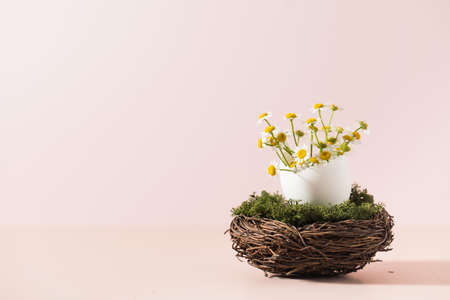 Bouquet of daisies in an eggshell in a nest on a pink background. Copy space.