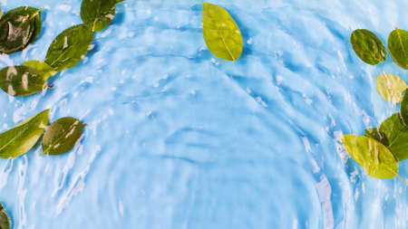 Green leaves in water on blue background upper view. Natural background for designの写真素材