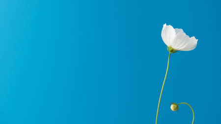 Delicate white flower on a blue background. Floral background, summer background. Bannerの写真素材