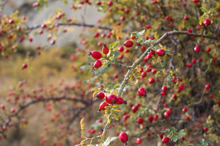 Rosehip fruits on a branch in a soft light. Rosehip bush. Selective focusの写真素材