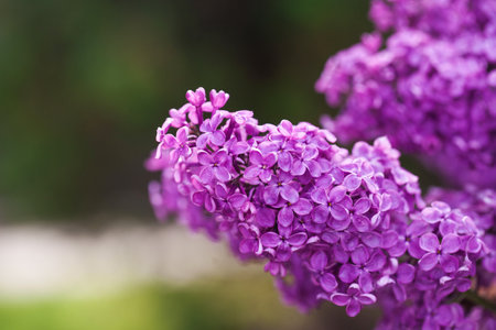 Lilac branch. Floral background, greeting card. Nature.