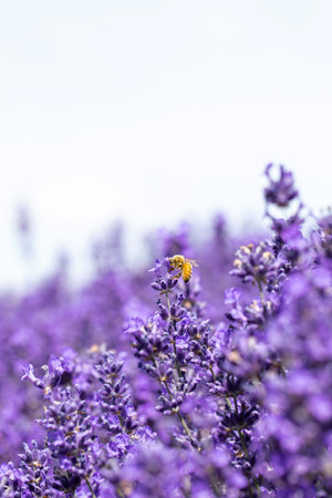 The honey bee pollinates lavender flowers. Summer background of lavender flowers with bees.の写真素材