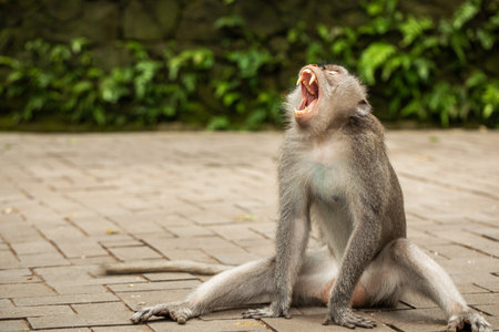 A long-tailed macaque is sitting on a footpath in the Ubud Monkey Forest.