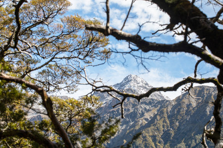 Snow-capped peak framed by forest branches in New Zealand. Travelの写真素材
