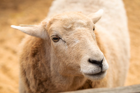 Close-up of a gentle sheep on a sunny farm
