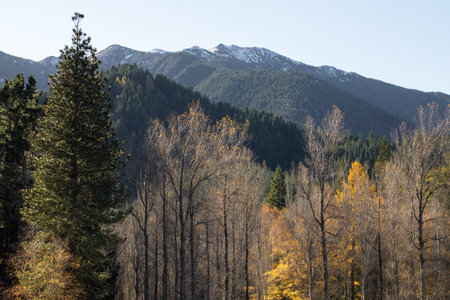 Scenic Mountain Landscape with Vibrant Autumn Foliage and Majestic SnowCapped Peaks