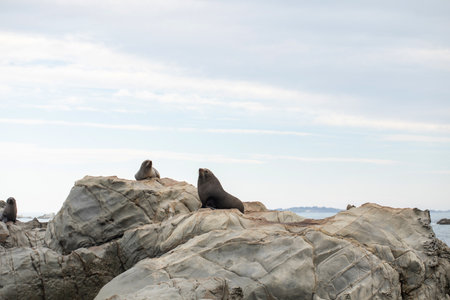 Fur seals takes break from swimming relaxing on rocky coastの写真素材