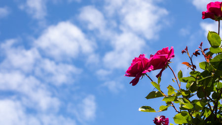 A bush of beautiful red roses in the garden. Bright red roses bloom in the bosom of nature.の写真素材