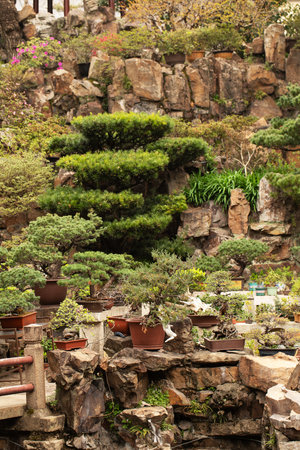 Lush asian garden with bonsai trees and rocky landscapeの写真素材