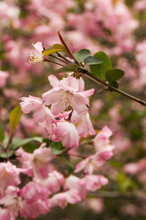 Lush spring pink cherry blossoms in full bloom on branchesの写真素材