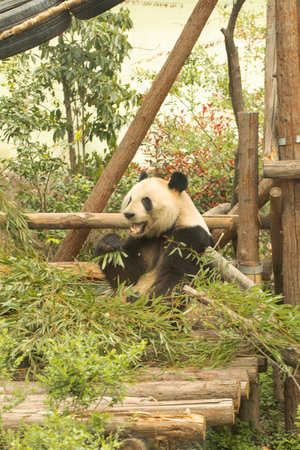 Giant panda enjoying bamboo in a lush green habitatの写真素材