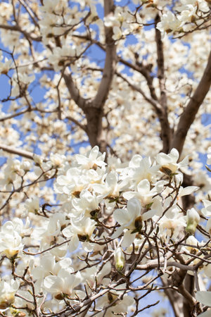 Blooming white magnolia flowers on branches in sunlit gardenの写真素材
