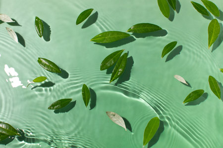 Green leaves floating on rippling water surface creating tranquil nature sceneの写真素材