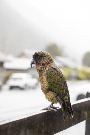 A Kea parrot perches on a rainy landscape in Arthur Pass, New Zealandの写真素材