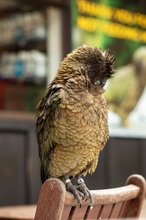 Curious bird resting on a wooden bench in an outdoor setting.の写真素材