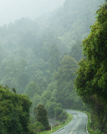 Misty forest road winding through lush green landscape in New Zealand. Adventureの写真素材