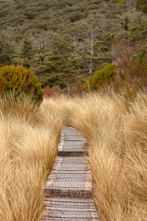 Serene nature trail through lush forest and tall grass landscapeの写真素材