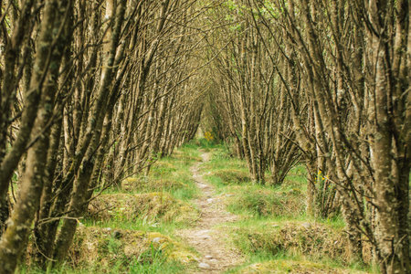 Serene forest pathway through dense trees in sunlit greeneryの写真素材
