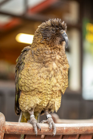 Colorful kea parrot posing. Wild kea parrot in the Arthurs Pass, New Zealand.の写真素材