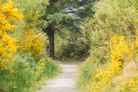 secluded woodland sanctuary featuring meandering trail amidst colorful bushes and tall treesの写真素材