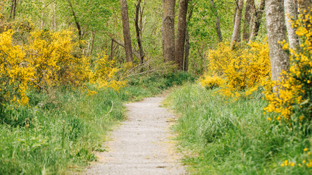 expansive gorselined countryside pathway, sunny grassy trail perfect for exercise and explorationの写真素材