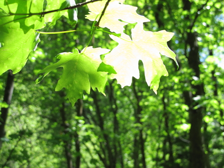 Maple Tree Leaves Close Up with Sun Highlights on Leaf Texture and Forest Backgroundの写真素材