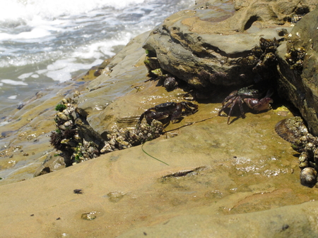 Shore Crabs at the Rocky Tide Pools Areas of Southern California, San Diego Region, Species Name Pachygrapsus crassipesの写真素材