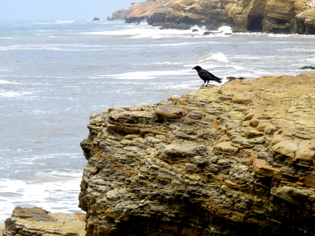 Black Bird on the Sedimentary Layers of a Pacific Coast Cliff on a Hazy Dayの写真素材