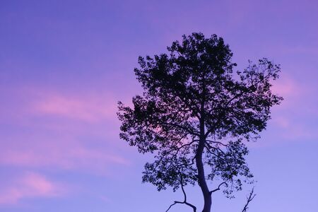 Lone tree silhouette against an evening sky of pinks and purplesの写真素材