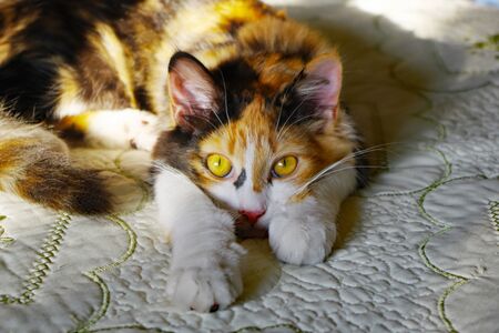 Young calico cat watching her environment as she restsの写真素材