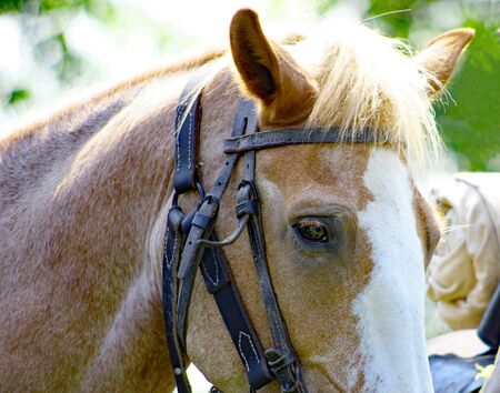 The dark eye of a motionless, bridled horseの写真素材