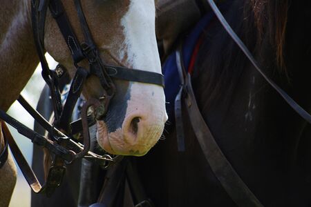 The soft nose, nostrils and muzzle of a chestnut colored horse with a white blazeの写真素材
