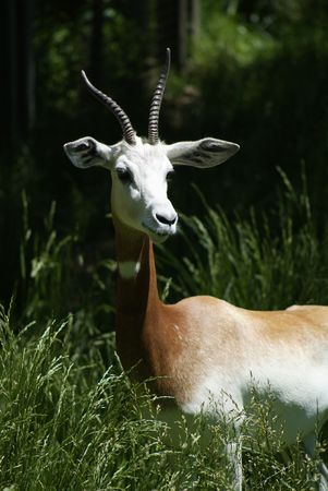 Addra Gazelle in a fieldの写真素材