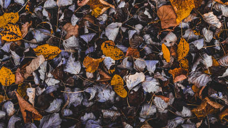 This Photo shows Yellow Dry Autumn Leaves wallpaper background