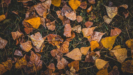 Yellow Dry Autumn Leaves wallpaper backgroundの写真素材