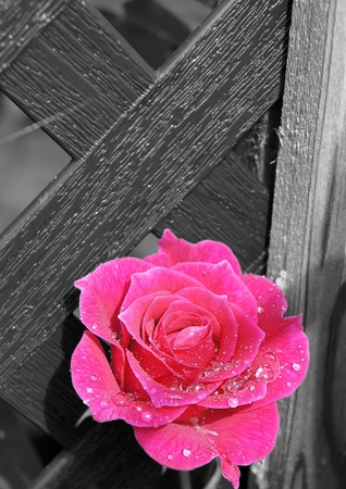 Pink rose islolatedの写真素材
