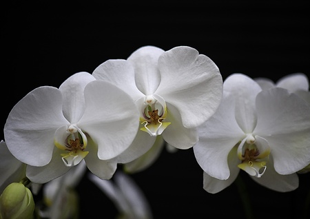 Three white orchids on black backgroundの写真素材
