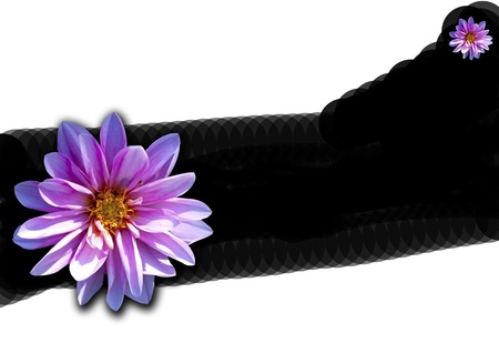 Design - Isolated Dalia on black ribbon backgroundの写真素材